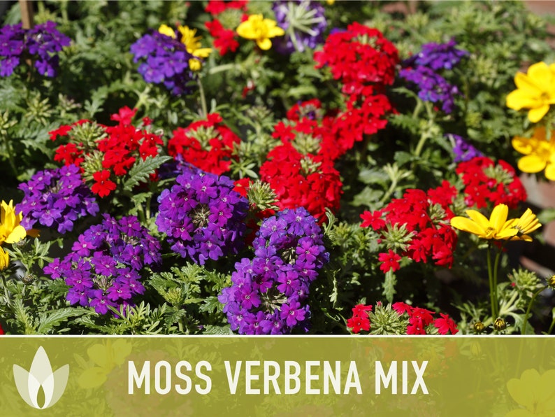 Moss Verbena Flower Seeds - Heirloom Seeds, Wildflower Seeds, Flower Seeds, Pollinator Garden, Open Pollinated, Non-GMO