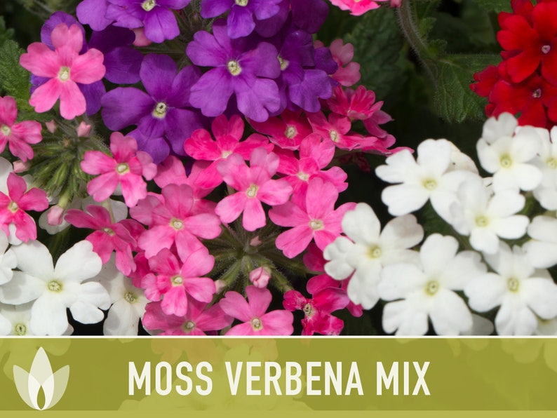 Moss Verbena Flower Seeds - Heirloom Seeds, Wildflower Seeds, Flower Seeds, Pollinator Garden, Open Pollinated, Non-GMO