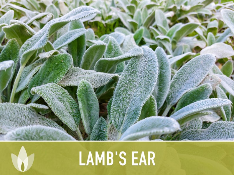 Lamb's Ear Flower Seeds - Heirloom Seeds, Silver Carpet, Pollinator Friendly, Butterfly Garden, Rock Garden, Open Pollinated, Non-GMO