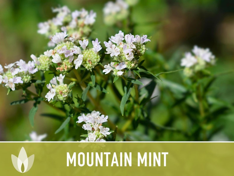 Mountain Mint Flower Seeds - Heirloom Seeds, Medicinal Plant, Minty White Flowers, Pollinator Friendly, Perennial, Non-GMO