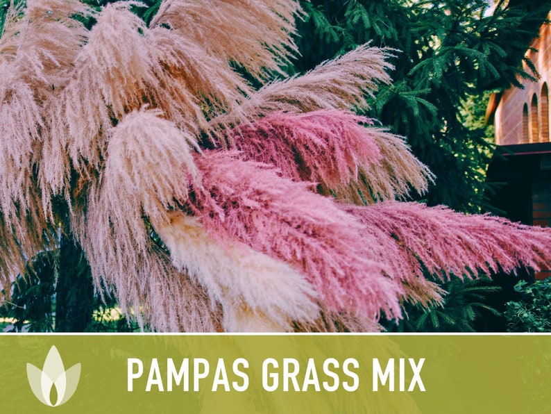 Pampas Grass, Mix Seeds - Heirloom Seeds, Pink & White Plumes, Ornamental Plant, Elegant Floral Arrangements, Pollinator Friendly, Non-GMO