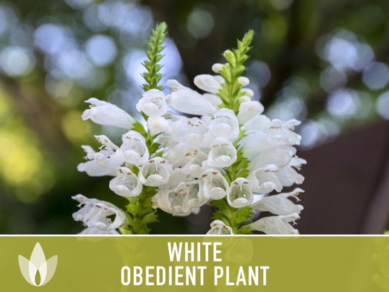 Obedient Plant, White Flower Seeds- Heirloom Seeds, False Dragonhead, Native Wildflowers, Cut Flowers, Deer Resistant, OP, Non-GMO