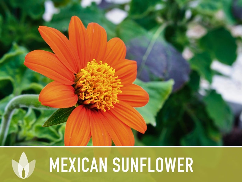 Mexican (Torch) Sunflower Seeds - Heirloom Seeds, Torch Sunflower, AAS Winner, Heat Loving, Drought Tolerant, Pollinator Friendly, Non-GMO