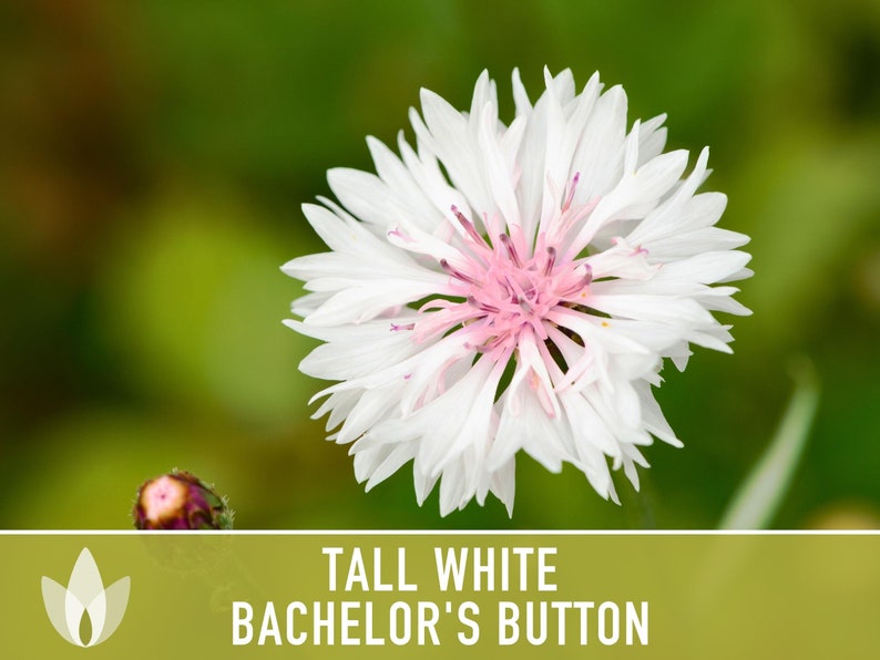 Bachelor's Button, Tall White Flower Seeds - Heirloom Seeds, Wildflower Seeds, Cornflower Seeds, Edible Flower, Open Pollinated, Non-GMO