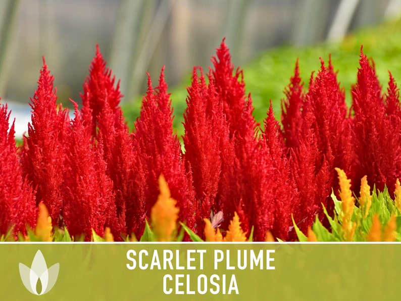 Celosia, Scarlet Plume Flower Seeds - Heirloom Seeds, Fiery Red Blooms, Easy Grow, Dried Bouquets, Celosia Plumosa, Open Pollinated, Non-GMO