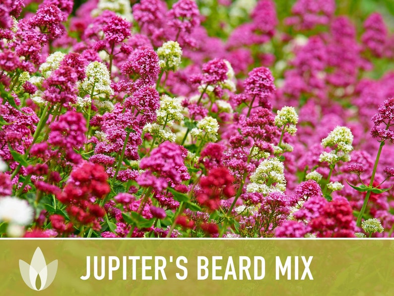 Jupiter's Beard Flower Seeds - Heirloom Seeds, Red & White Blooms, Red Valerian, Cut Flowers, Pollinator Friendly, Open Pollinated, Non-GMO