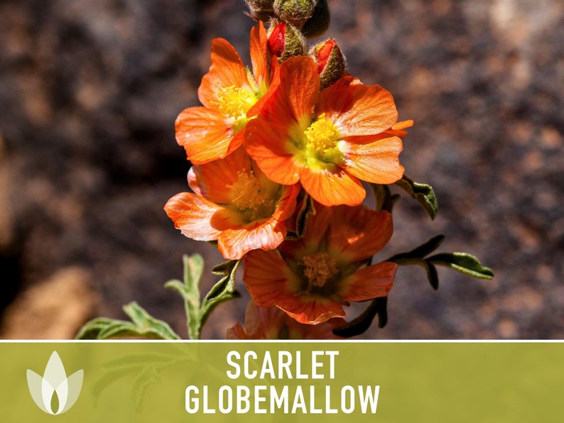 Scarlet Globemallow Seeds - Heirloom Seeds, Native Medicinal Wildflower, Showy Evergreen, Cowboy's Delight, Sphaeralcia Coccinea, Non-GMO