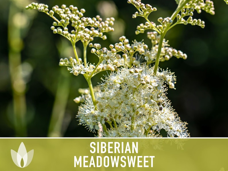 Siberian Meadowsweet Seeds - Heirloom Seeds, Traditional Medicinal Herb, Deer Resistant, Dropwort Seeds, Pink Fuzzy Blooms, Non-GMO