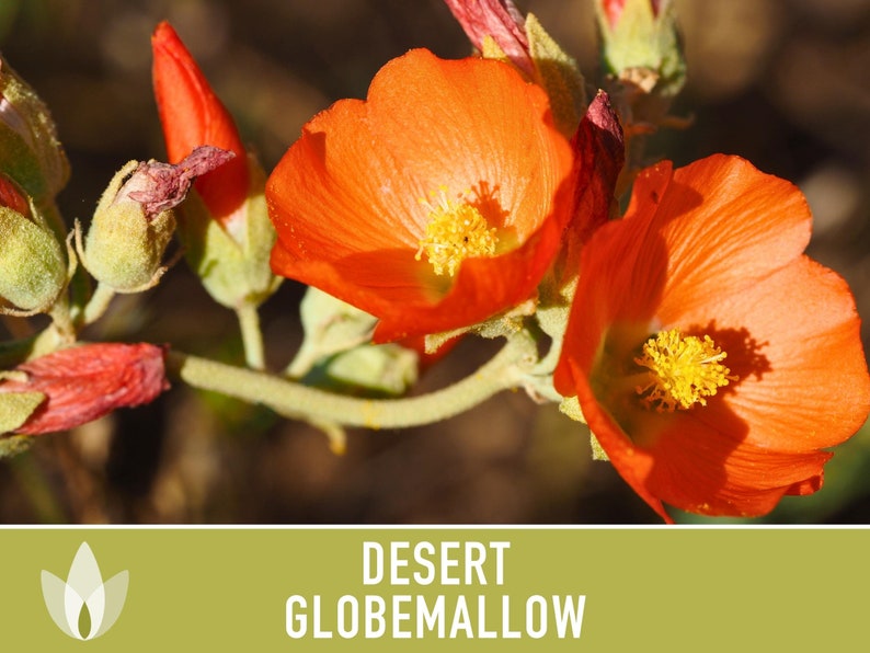 Desert Globemallow Seeds - Heirloom Seeds, Desert Hollyhock, Apricot Mallow, Desert Mallow, Vivid Orange, Sphaeralcea Ambigua, Non-GMO