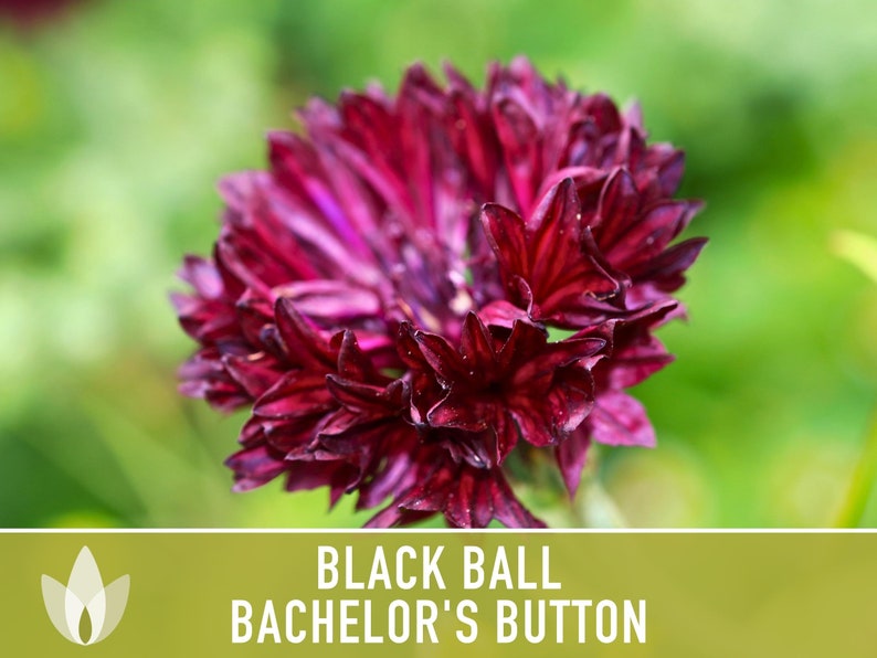 Bachelor's Button (Cornflower), Black Ball Flower Seeds - Heirloom Seeds, Cornflower Seeds, Centaurea Cyanus, Open Pollinated, Non-GMO