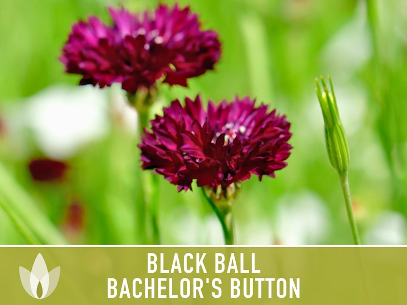 Bachelor's Button (Cornflower), Black Ball Flower Seeds - Heirloom Seeds, Cornflower Seeds, Centaurea Cyanus, Open Pollinated, Non-GMO
