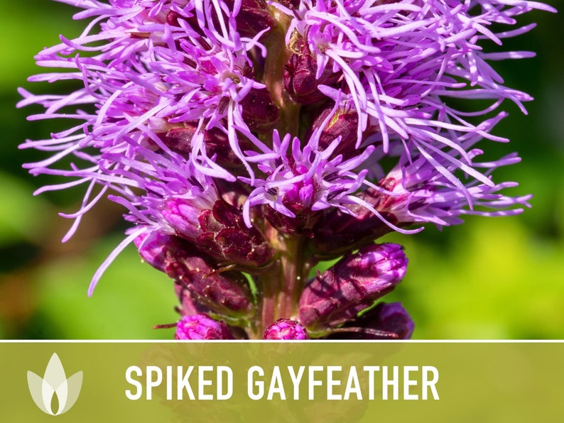Spiked Gayfeather Flower Seeds Heirloom Seeds, Monarch Favorite, Med