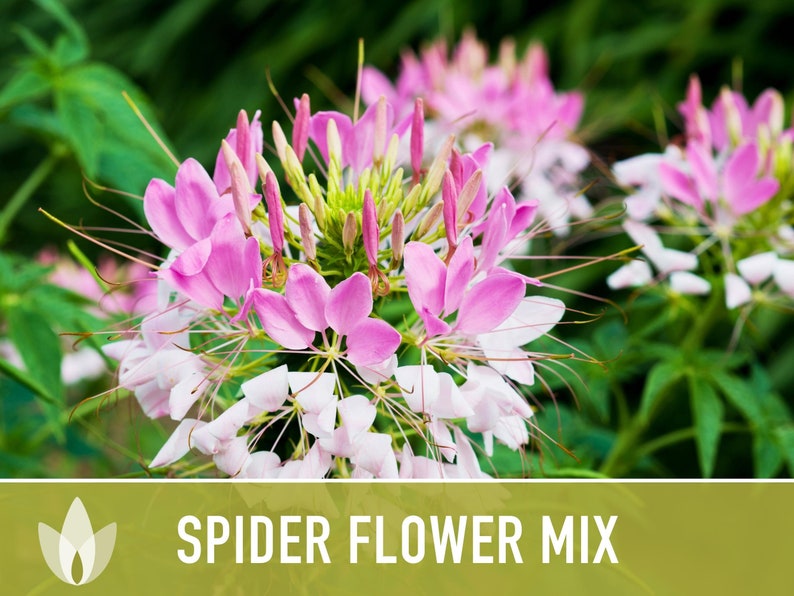 Spider Flower, Queen Mix Seeds - Heirloom Seeds, Spider Lily, Grandfather's Whiskers, Pollinator Garden, Cleome Hassleriana, Non-GMO