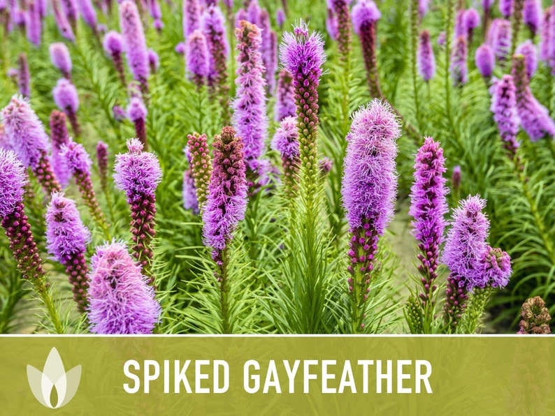 Spiked Gayfeather Flower Seeds Heirloom Seeds, Medicinal Plant, Mona