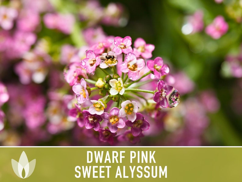 Sweet Alyssum, Dwarf Pink Flower Seeds Heirloom Seeds, Fragrant Pink