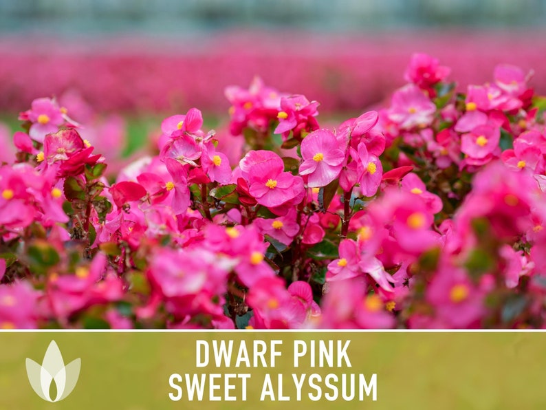 Sweet Alyssum, Dwarf Pink Flower Seeds Heirloom Seeds, Fragrant Pink