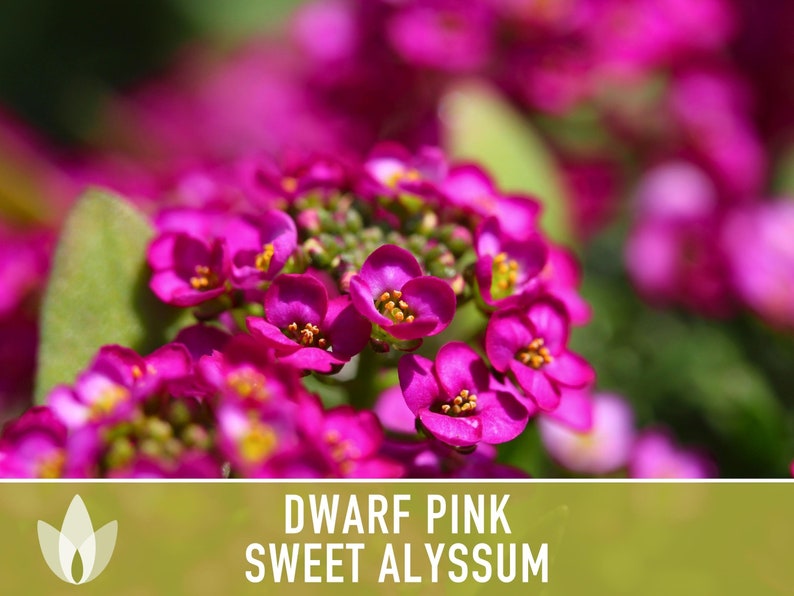 Sweet Alyssum, Dwarf Pink Flower Seeds Heirloom Seeds, Fragrant Pink
