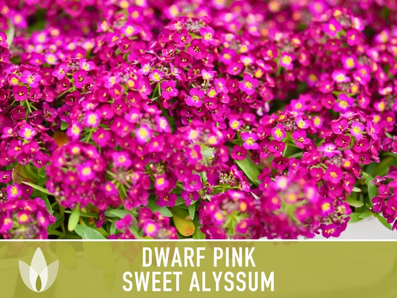 Sweet Alyssum, Dwarf Pink Flower Seeds Heirloom Seeds, Fragrant Pink