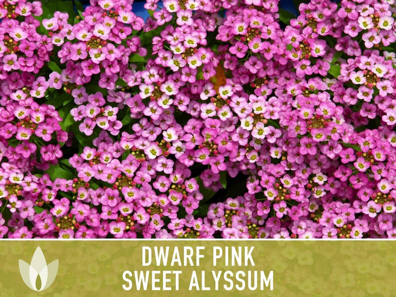 Sweet Alyssum, Dwarf Pink Flower Seeds - Heirloom Seeds, Fragrant Pink Blossoms, Ground Cover, Bee Friendly, Lobularia Maritima, OP, Non-GMO