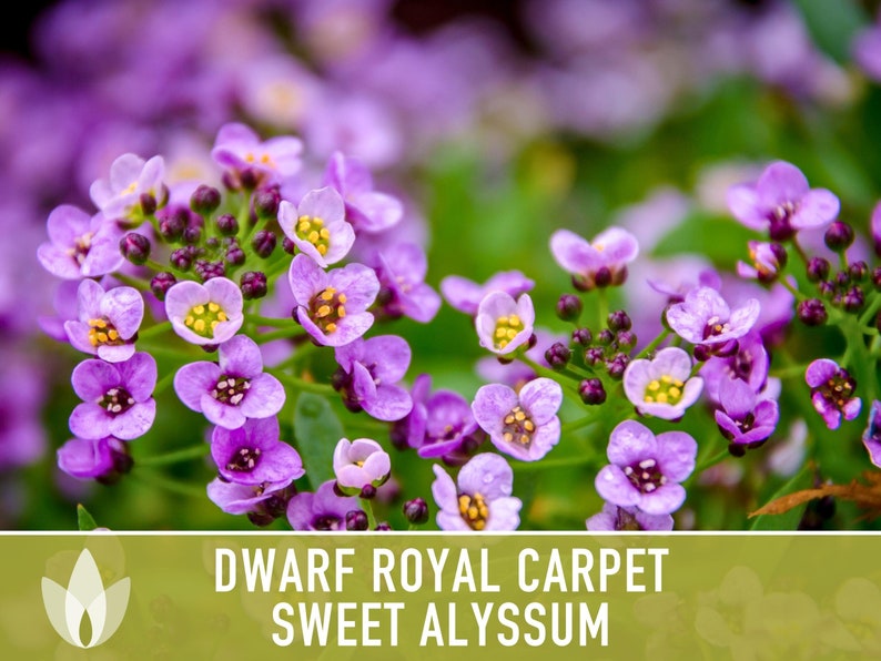 Sweet Alyssum, Royal Carpet Flower Seeds Heirloom Seeds, Light Purpl