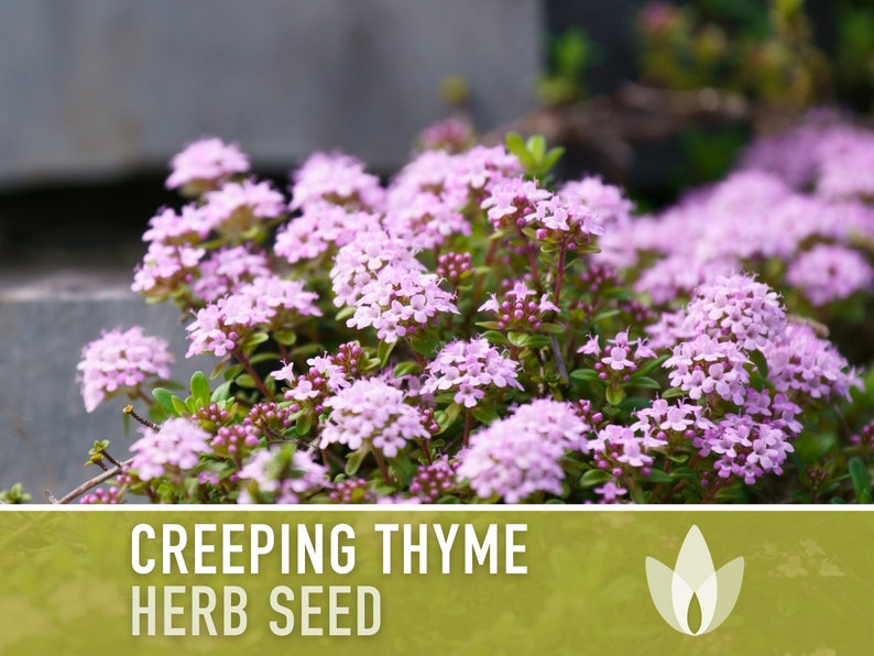 Creeping Thyme Seeds - Herloom Seeds, Thymus Serpyllum, Culinary Herb Seeds, Ground Cover Seeds, Open Pollinated, Non-GMO