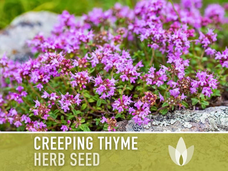 Creeping Thyme Seeds - Herloom Seeds, Thymus Serpyllum, Culinary Herb Seeds, Ground Cover Seeds, Open Pollinated, Non-GMO