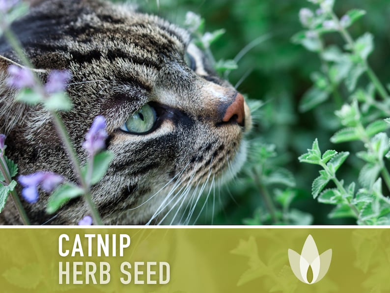 Catnip Herb Heirloom Seeds - Non GMO, Cat Grass, Open Pollinated, Pet Friendly