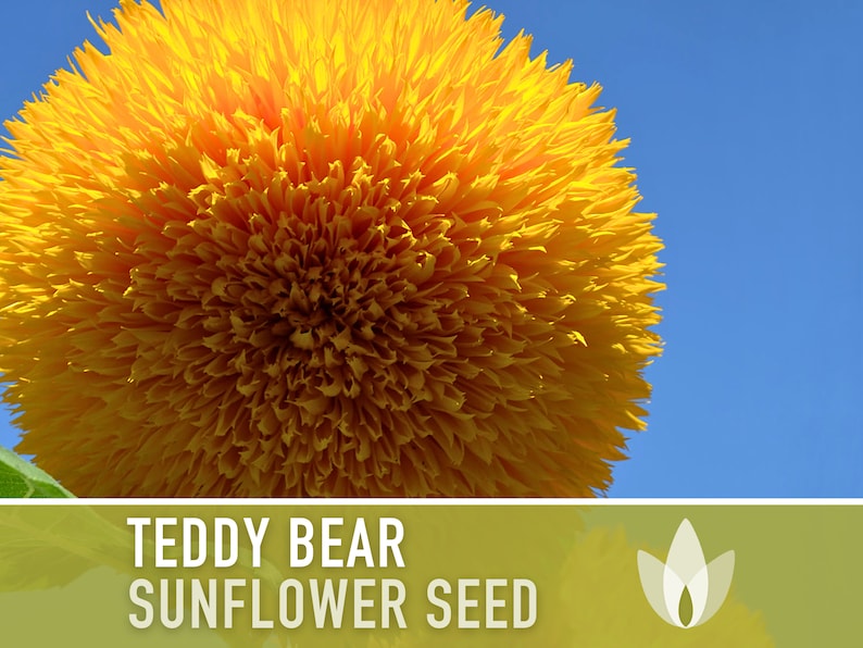 Teddy Bear Sunflower Seeds - Heirloom Seeds, Seed Packets, Flower Seeds, Dwarf Sunflower, Non GMO, Open Pollinated