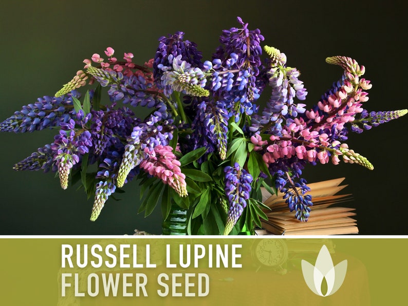 Lupine, Russell Flower Seeds - Heirloom Seeds, Showy Blooms, Pollinator Friendly, Cut Flowers, Lupinus Polyphyllus, Perennial, Non-GMO