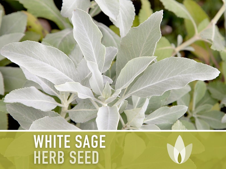 White Sage Seeds - Ceremonial Sage, Heirloom Seeds, Sacred Sage, Smudge Sage, Medicinal Herb, Culinary Herb, Non-GMO