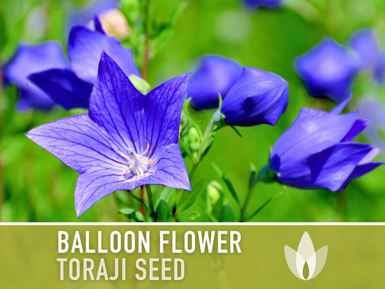Balloon Flower, Toraji Flower Seeds - Heirloom Seeds, Ancient Medicinal Plant, Culinary Herb, Asian Seeds, Platycodon Grandiflorus, Non-GMO