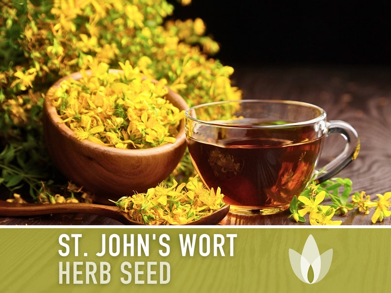 St. John's Wort Herb Seeds - Heriloom Seeds, Medicinal Herb Seeds, Pollinator Garden, Herbal Remedy, Open Pollinated, Non-GMO