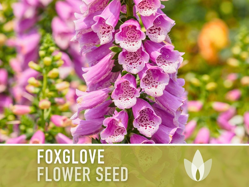 Foxglove Flower Seeds - Heirloom Seeds, Hummingbird Garden, Cottage Garden, Digitalis Purpurea, Open Pollinated, Non-GMO