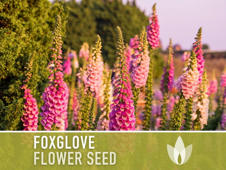 Foxglove Flower Seeds - Heirloom Seeds, Hummingbird Garden, Cottage Garden, Digitalis Purpurea, Open Pollinated, Non-GMO