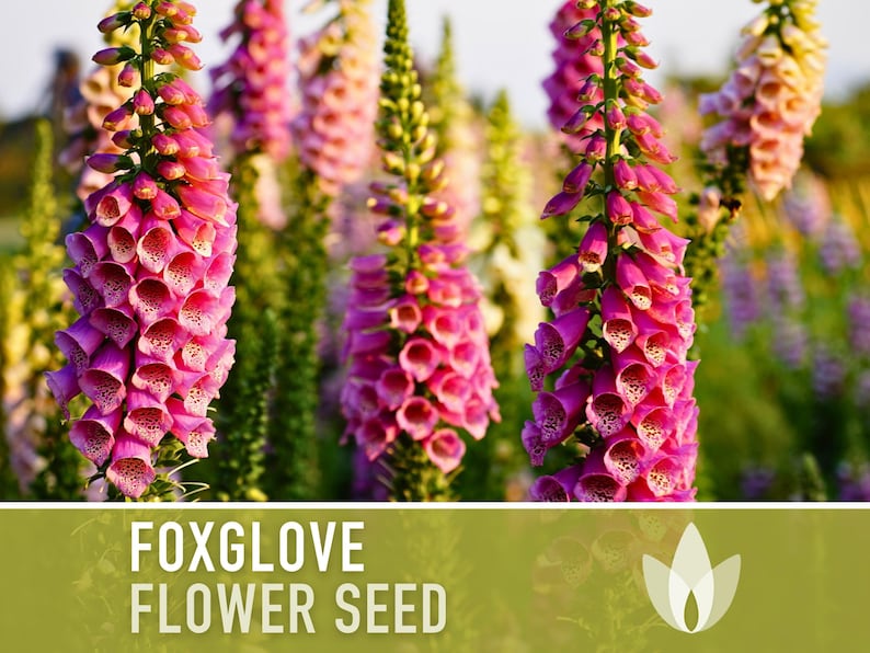 Foxglove Flower Seeds - Heirloom Seeds, Hummingbird Garden, Cottage Garden, Digitalis Purpurea, Open Pollinated, Non-GMO