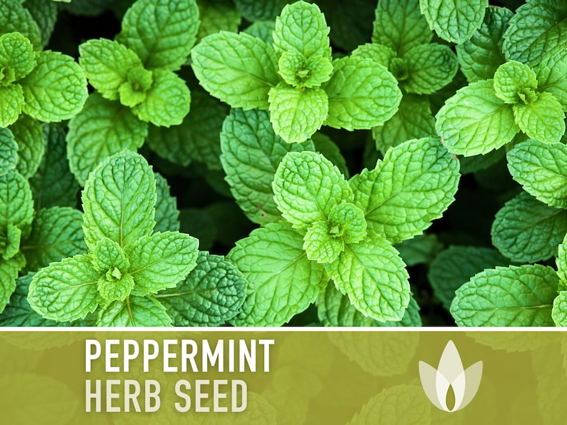 Peppermint Seeds - Heirloom Seeds, Medicinal Herb Seeds, Culinary Herb Seeds, Open Pollinated, Non-GMO