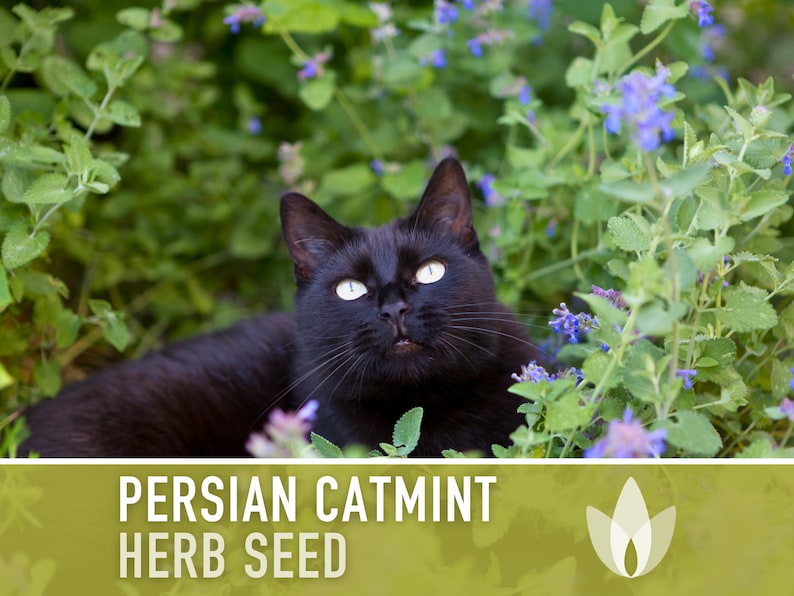 Persian Catmint Herb Seeds - Heirloom Seeds, Nepeta Mussinii, Medicinal Herb, Ornamental Plant, Catnip Cousin, Open Pollinated, Non-GMO