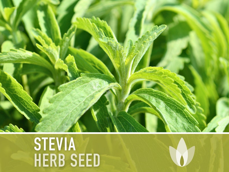 Stevia (Sugar Leaf) Seeds - Heirloom Seeds, Zero Calorie Natural Sweetener, Sugar Substitute, Sweet Herb, Stevia Rebaudiana, Non-GMO