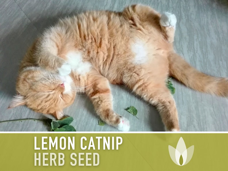 Lemon Catnip Herb Seeds - Heirloom Seeds, Herbal Tea, Kitty Favorite, Pollinator Friendly, Nepeta Citriodora, Open Pollinated, Non-GMO