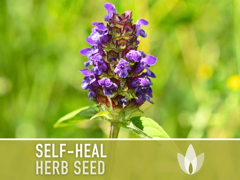 Self Heal Seeds - Heal All, Heirloom Seeds, Medicinal Herb Seeds, Heart-of-the-Earth, Herbal Remedy, Open Pollinated, Non-GMO