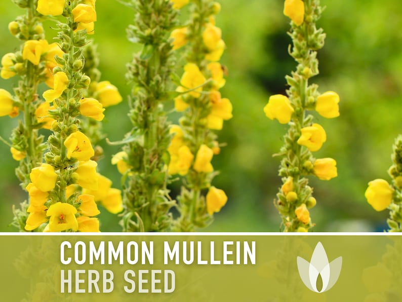 Common Mullein Seeds - Heirloom Seeds, Medicinal Herb Seeds, Verbascum Thapsus, Herbal Remedy, Herbal Tea, Non-GMO