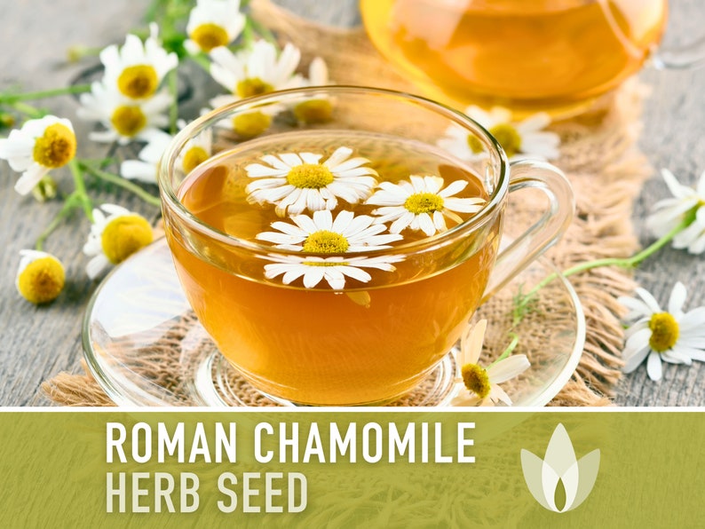 Roman Chamomile Seeds - Heirloom Seeds, Medicinal Herb Seeds, Herbal Tea Garden, Ground Cover, Pollinator Garden, Non-GMO
