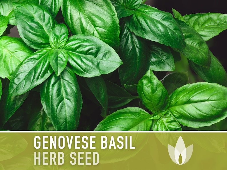 Genovese Basil Heirloom Herb Seeds - Non-GMO, Open Pollinated, Culinary Herb