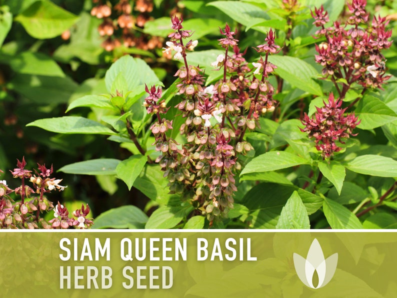 Siam Queen Basil Seeds - Thai Basil, Heirloom Seeds, Medicinal Herb, Aromatherapy, Culinary Herb, Open Pollinated, Ornamental Basil, Non-GMO
