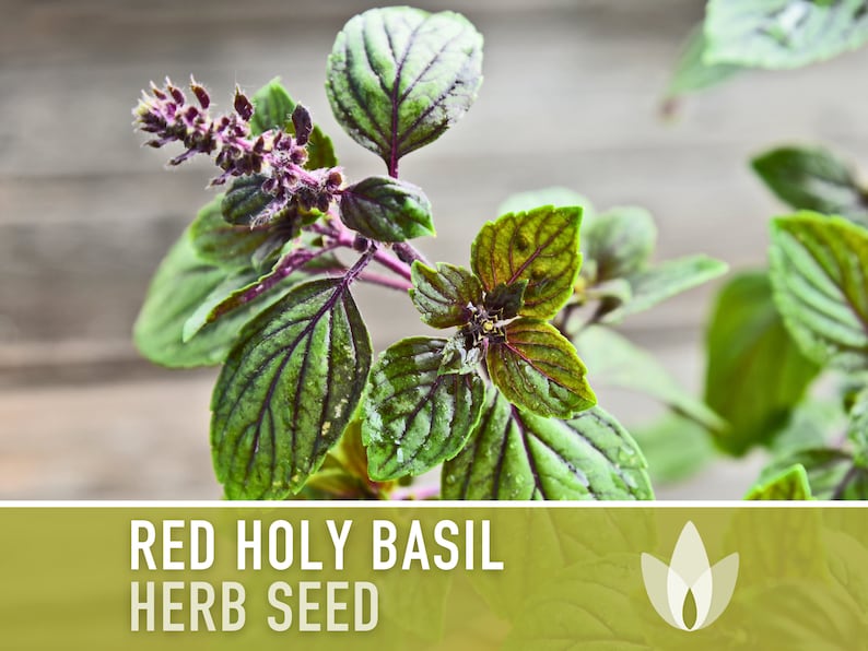 Red Leaf Holy Basil Seeds - Tulsi Basil, Heirloom Seeds, Medicinal Herb, Culinary Herb, Indian Seeds, Asian Seeds, Open Pollinated, Non-GMO