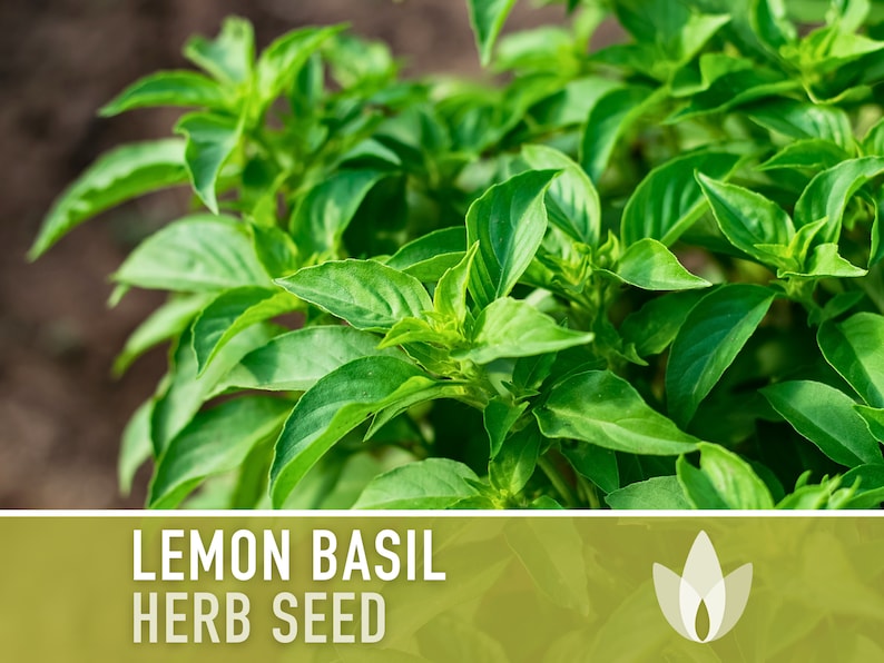 Lemon Basil Herb Heirloom Seeds