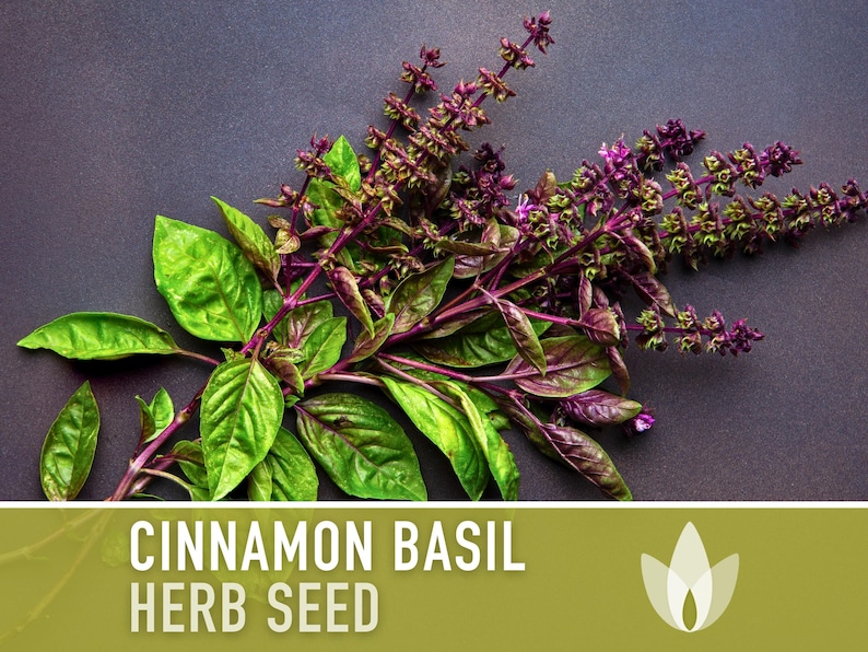 Cinnamon Basil Heirloom Herb Seeds - Culinary Herb, Non-GMO, Open Pollinated
