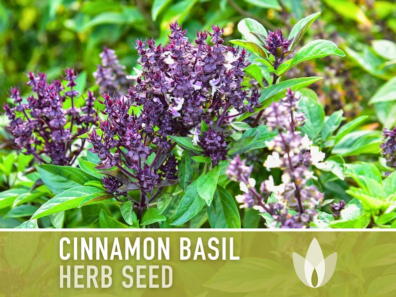 Cinnamon Basil Herb Heirloom Seeds