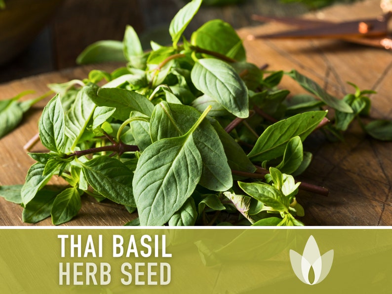 Thai Basil Heirloom Seeds - Culinary Herb, Non-GMO, Open Pollinated