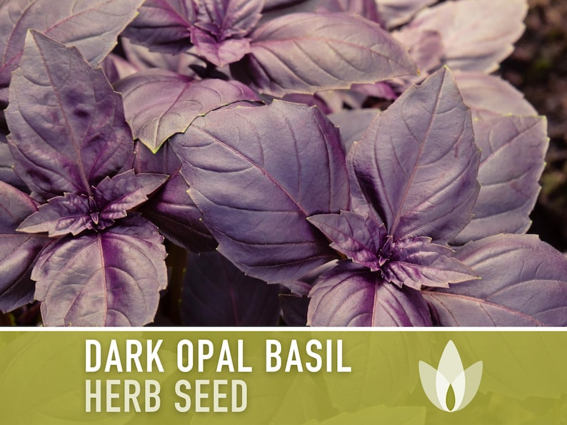 Dark Purple Opal Basil Heirloom Seeds - Culinary Herb, Non-GMO, Open Pollinated